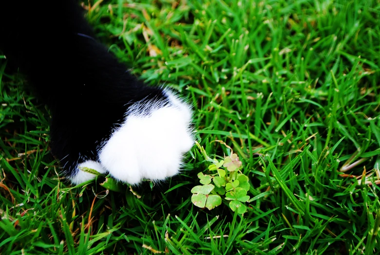 a cat walks towards a white clover plant