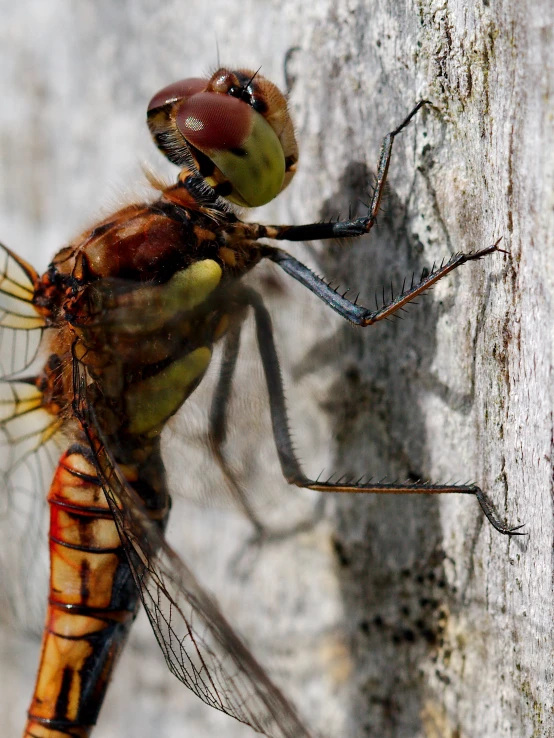 an image of a large brown dragonfly