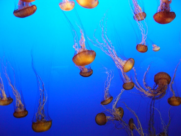 various jellyfish swimming under blue light in an aquarium