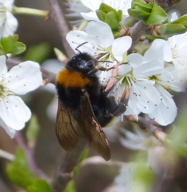 a bee that is sitting on a nch with white flowers