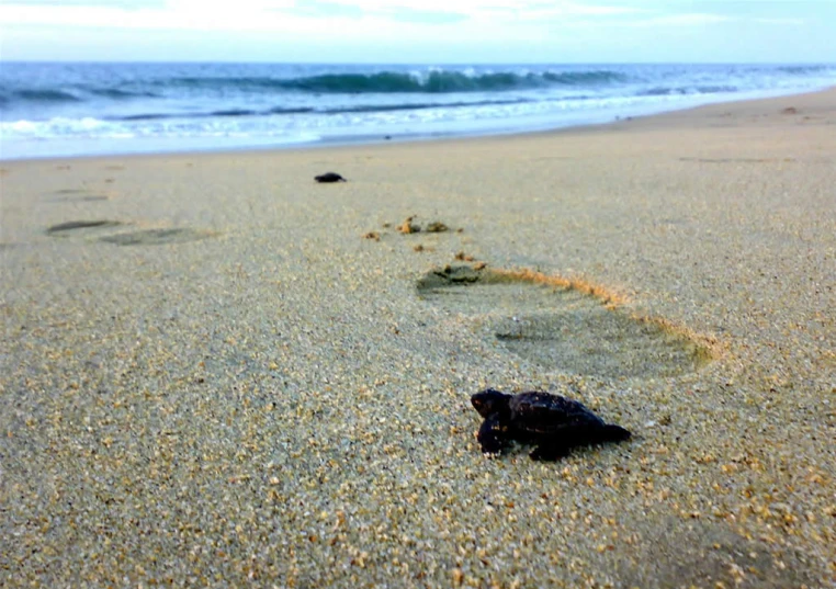 a black sea turtle walking towards the water