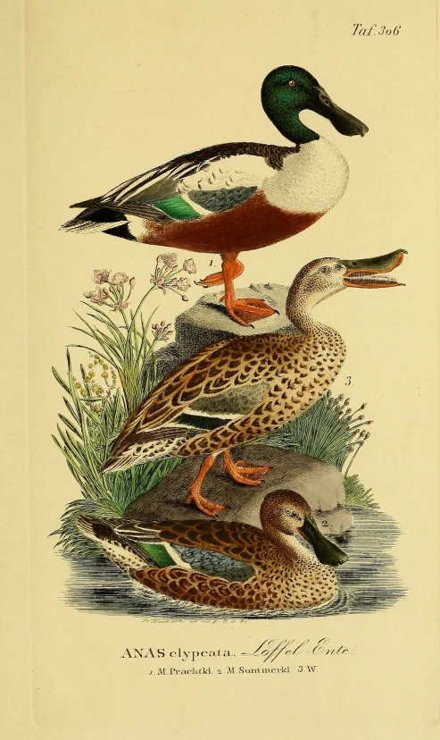 antique waterfowls print of duck and ducks, from an early modern book