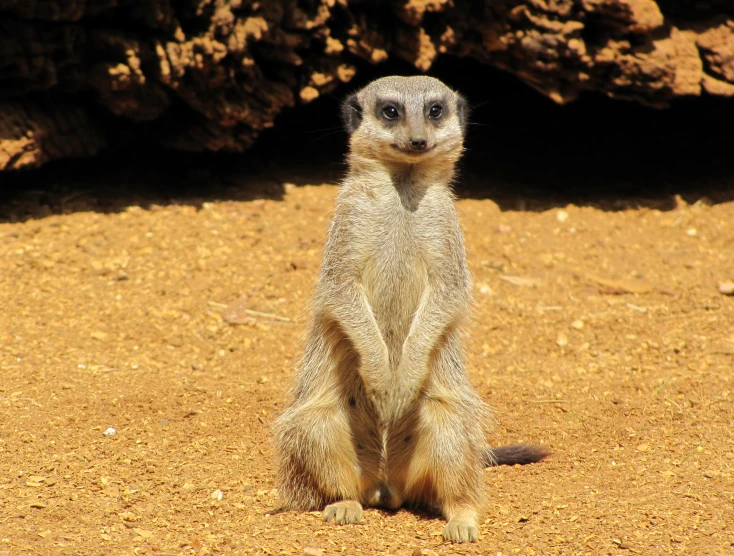 a cute little animal standing on it's hind legs