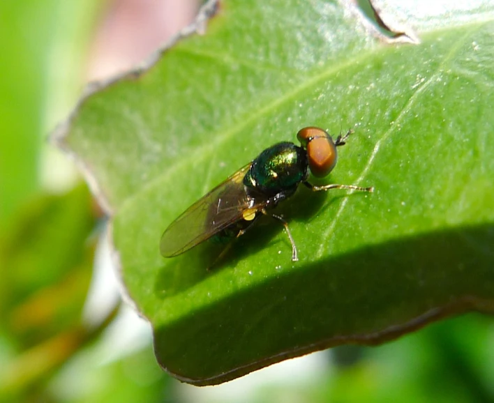 the green fly is sitting on the leaf