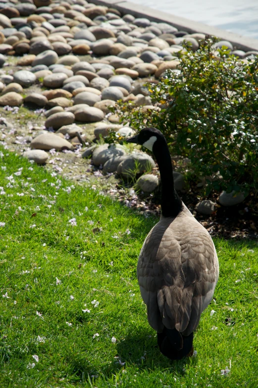 a goose is standing on some grass in the sun