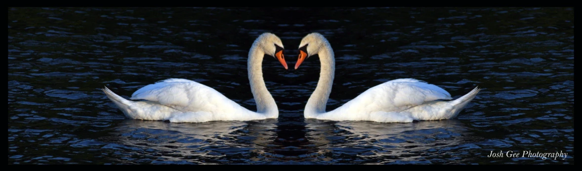 two swans are swimming on the water with their necks intertwined