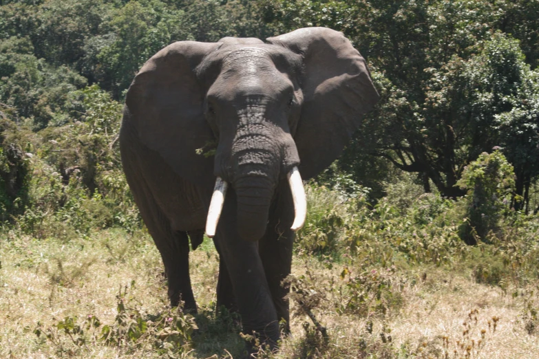 an elephant standing alone in the grass next to a forest