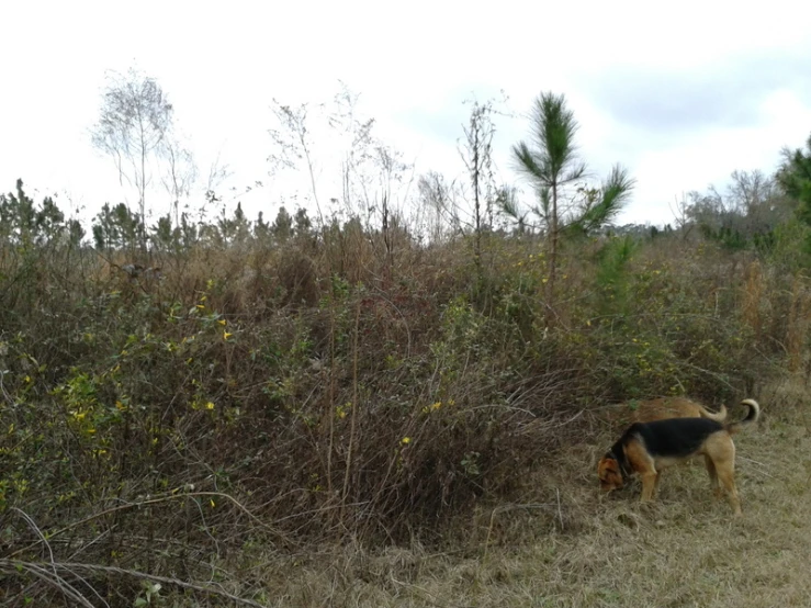 a dog is walking in the grass and shrubs