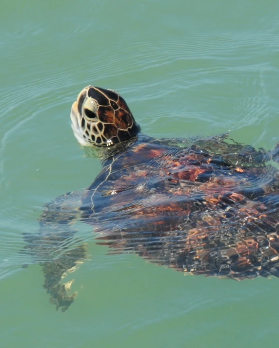 a sea turtle in a body of water