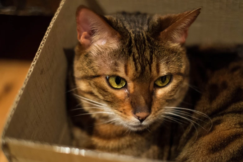 a large brown cat laying in a cardboard box