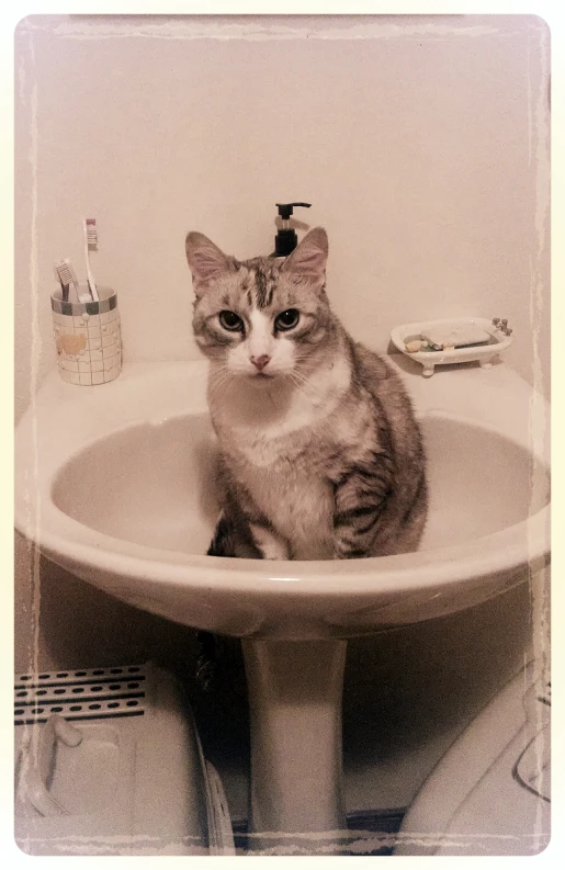 a cat is sitting in the bathroom sink