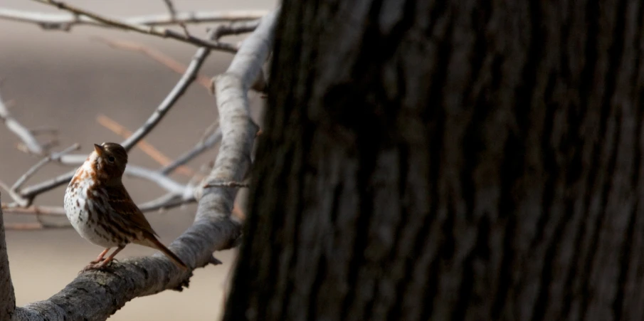 small brown bird perched on the end of a tree nch