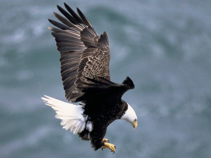 an eagle flying next to the ocean with it's spread wings