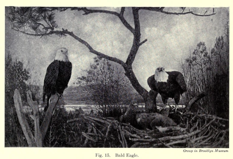 this is an image of two eagles on a tree nch