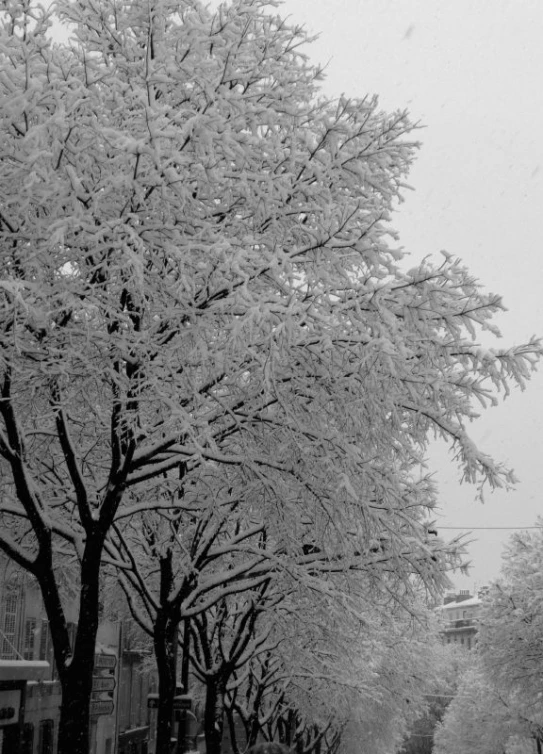 a line of trees down a street with snow on them