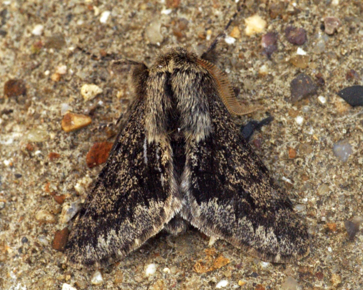 a moth sitting on a brown cement slab