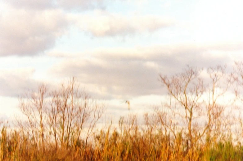 a bunch of elephants that are in a field