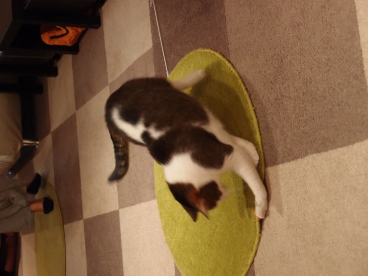 a cat stands on a rug on the floor