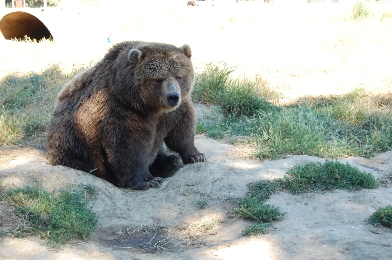 a bear sitting in the sand on the ground