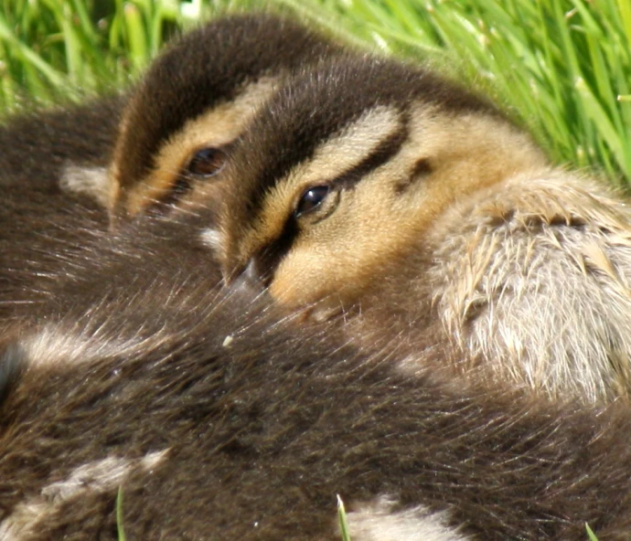 an adult duck laying down in some tall grass