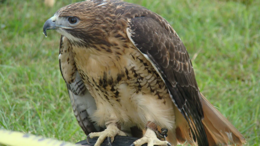 a brown falcon on top of a black object