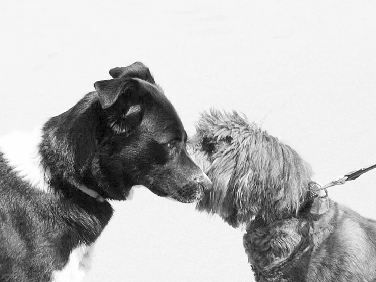 two dogs standing close together, one licking the other's nose