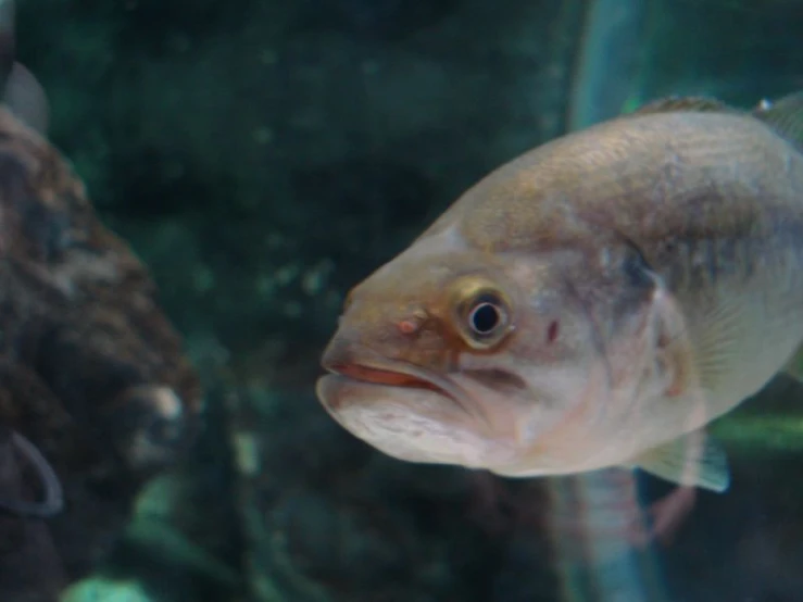 close up of fish's face in an aquarium