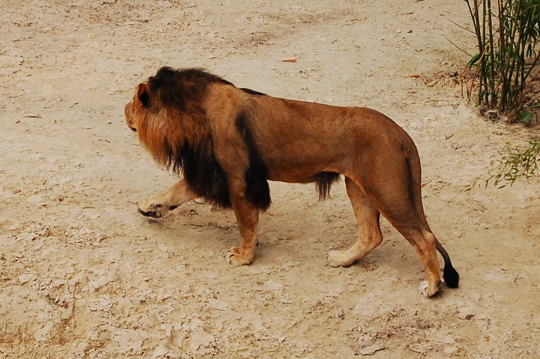 a large, young lion walks away from the pographer