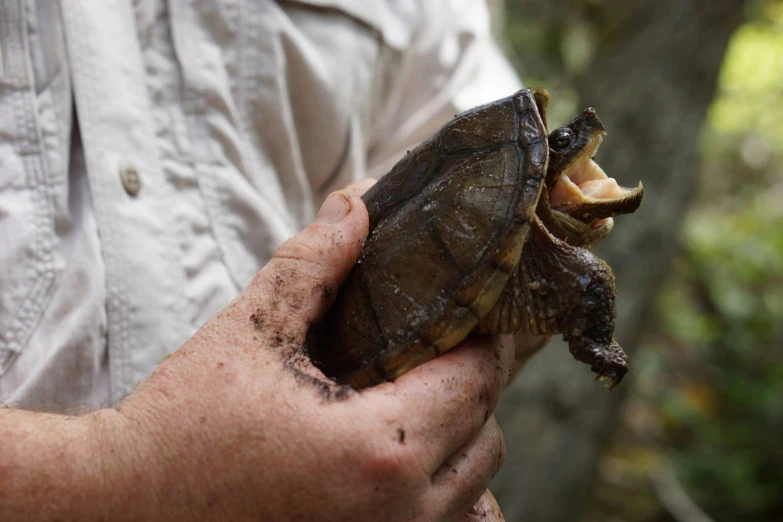 the turtle is being held up to look like it was taking a bite