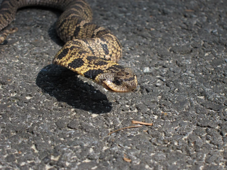 a large snake laying on top of a concrete ground