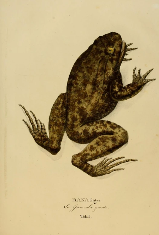 an old frog on a white paper background