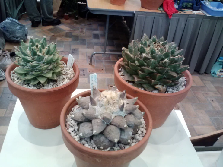 three potted plants are sitting on a table