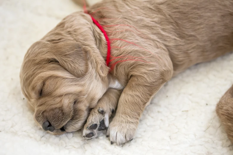 a puppy that is laying on its back on a blanket