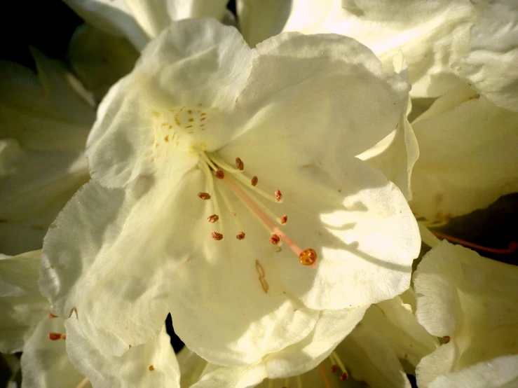 closeup po of white flowers with yellow stamen