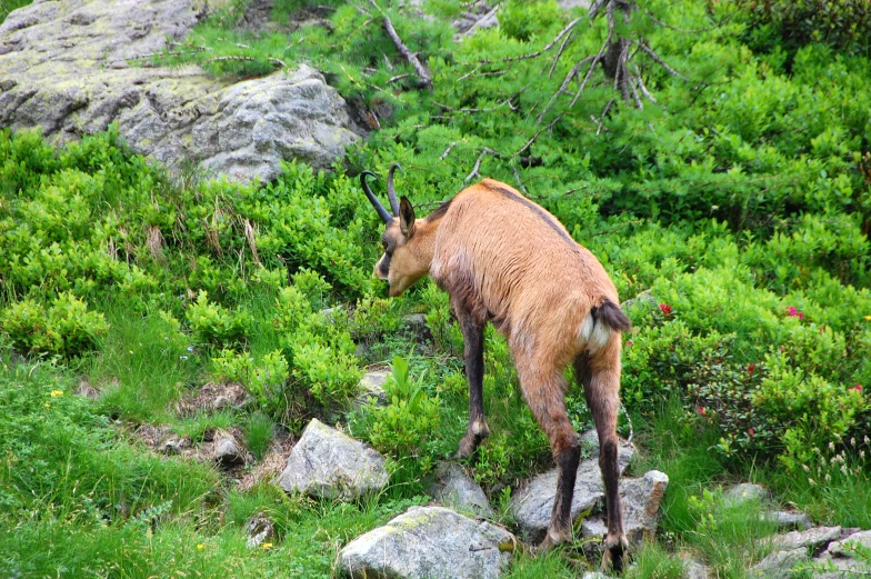 a very small horned animal walking in a grass and rock forest