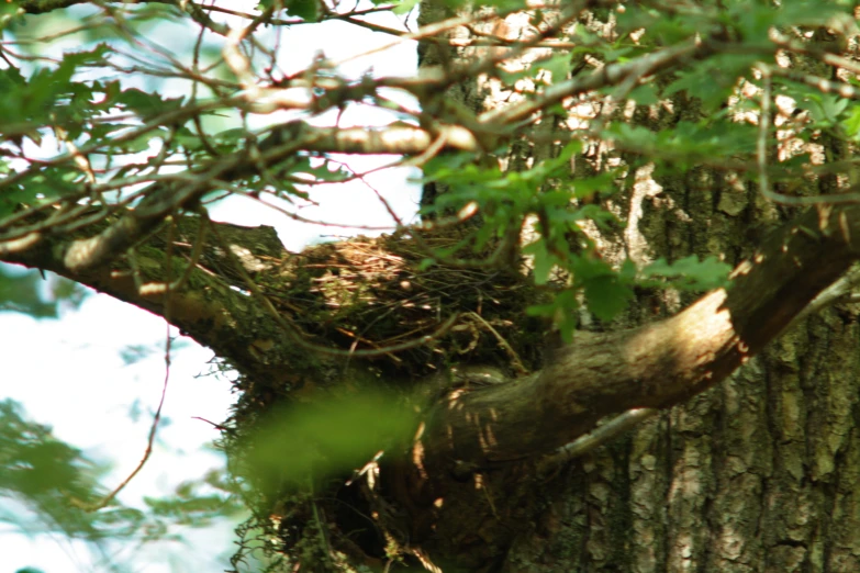 the bird's nest is nestled high on the tree