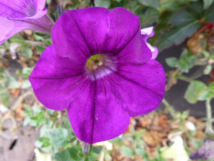 a purple flower on the ground next to leaves