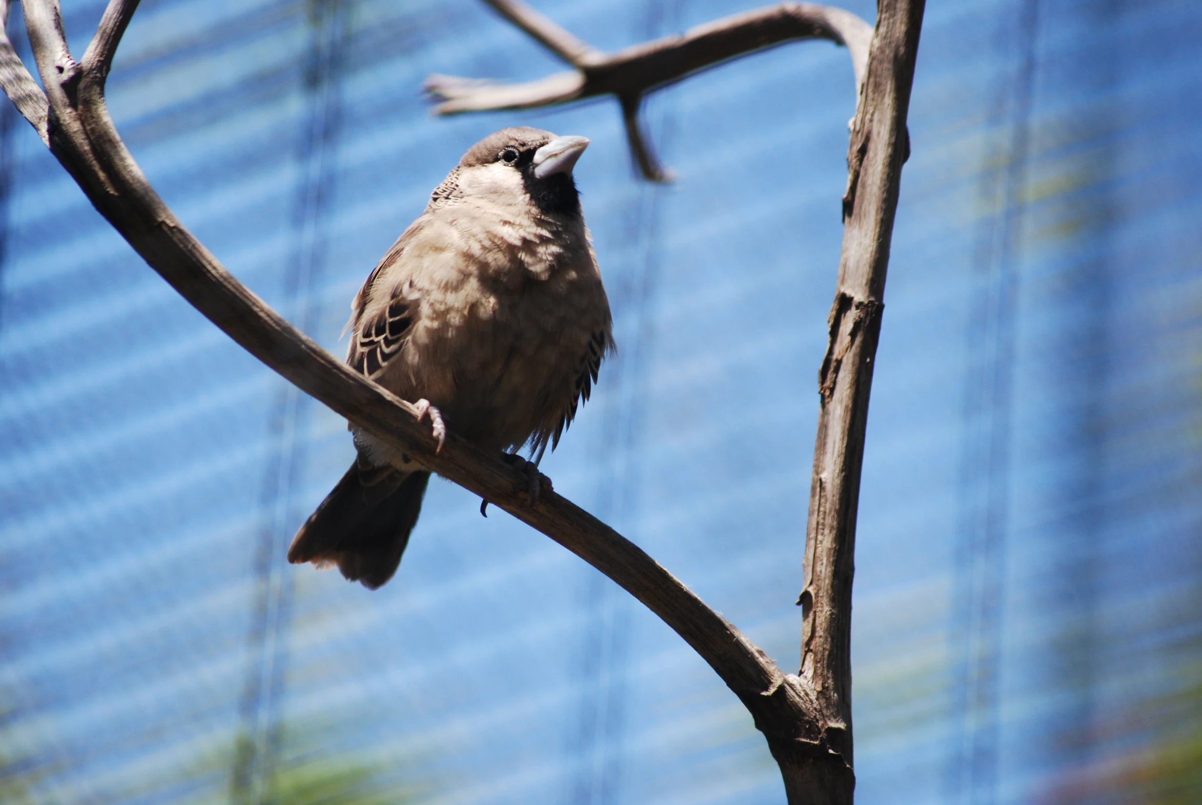 a bird that is sitting on a tree nch