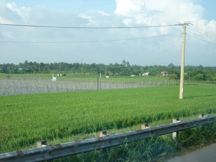 a field of grass in front of some power lines