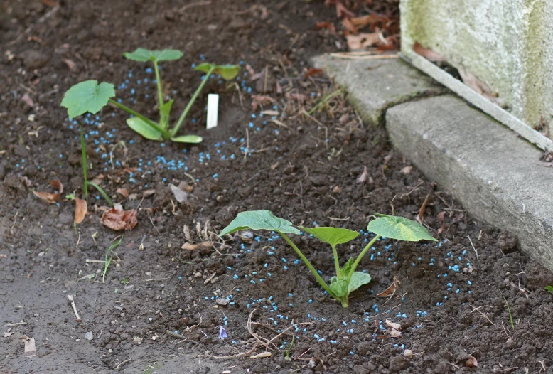 some small blue flowers growing out of the ground