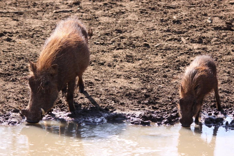 two small wild animals standing in the mud