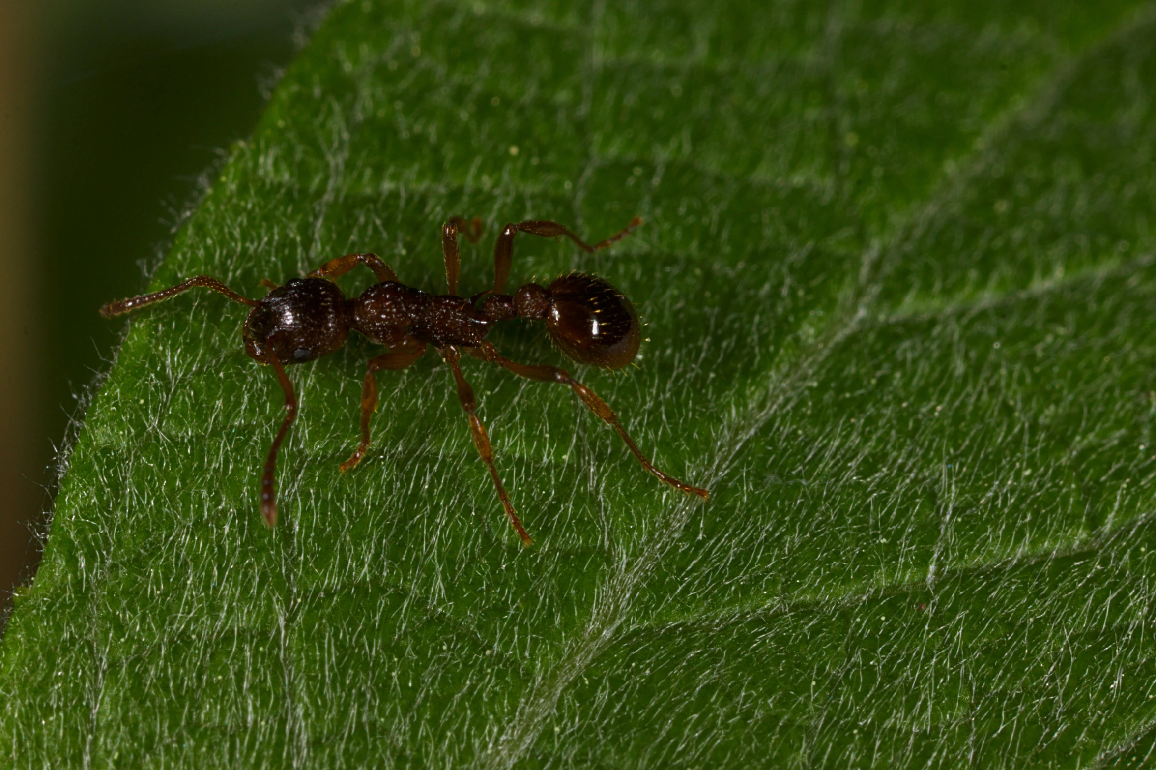 a close - up s of an ant insect on a green leaf