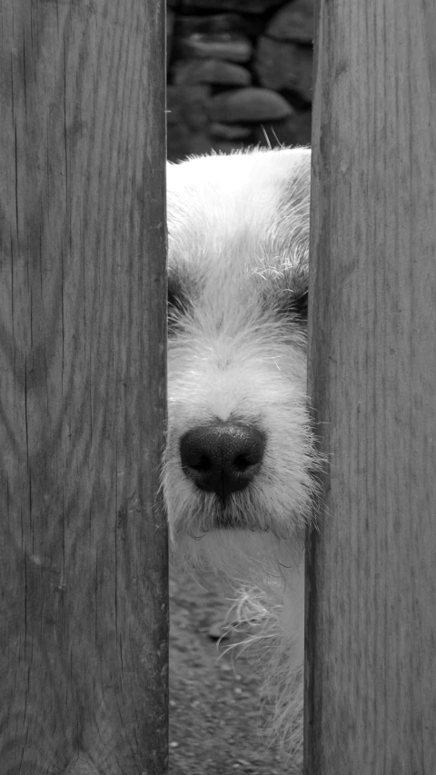 there is a dog that is peering through the wooden posts