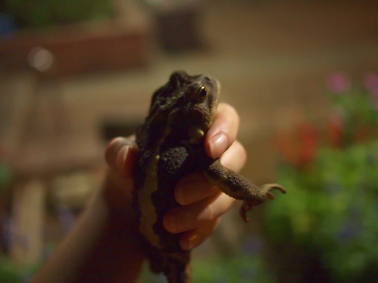 there is a small child that is holding a small frog