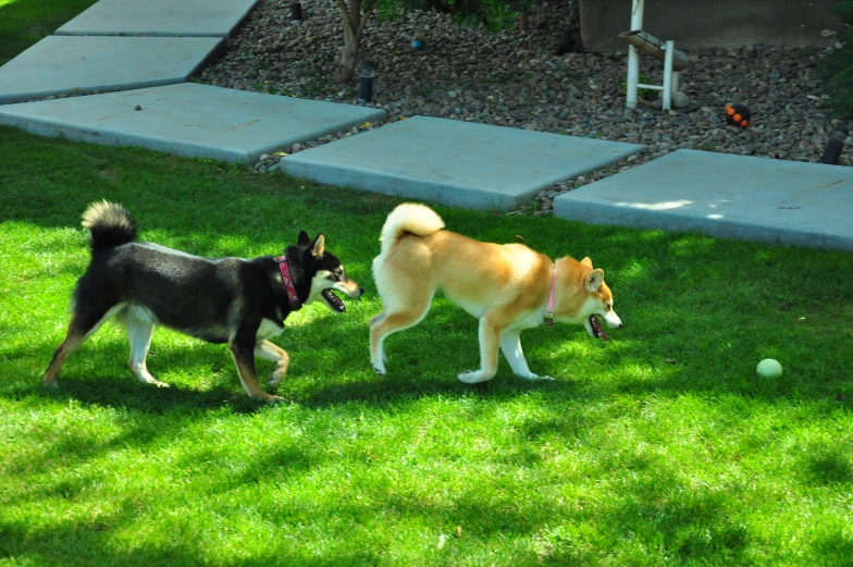 two dogs playing together in a yard with a ball