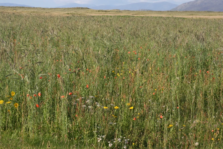 field of grass and wildflowers on the plains