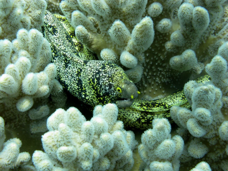 a close up of a fish near some white corals