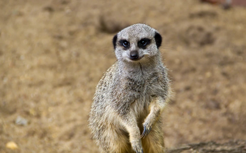 an animal stands on its hind legs in the sand