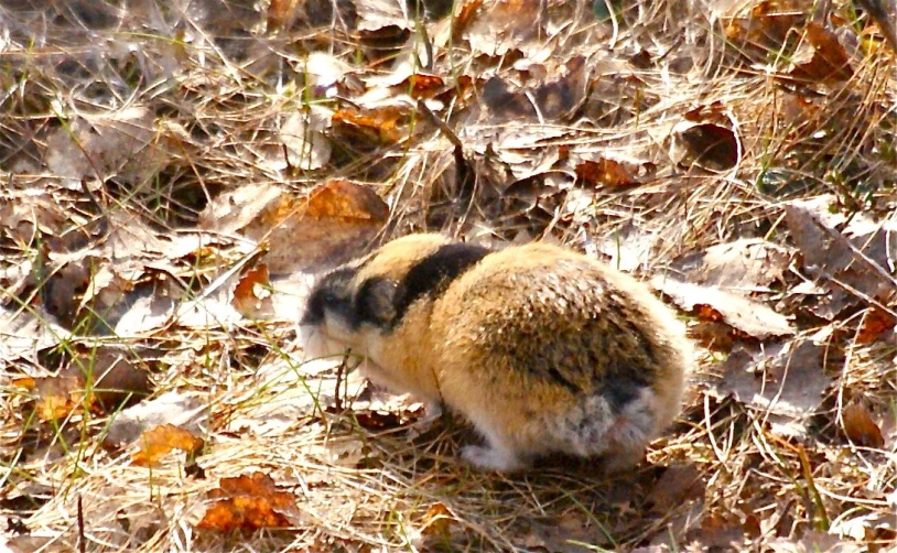 a kitten is in the dried leaves of a field