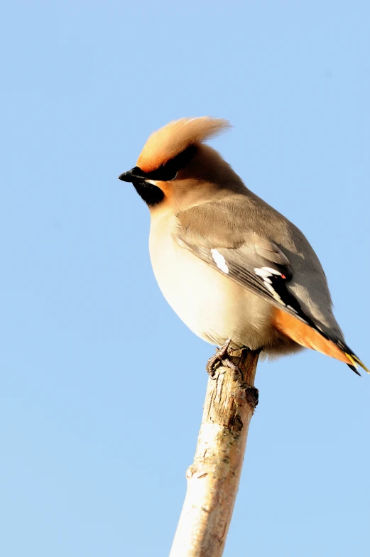 a bird standing on a tree nch with his wings spread out